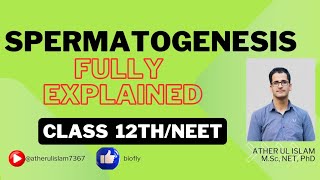 SPERMATOGENESIS  GAMETOGENESIS HUMAN REPRODUCTION ncertbiology neet2025 12thbiologyclass [upl. by Hazeghi]