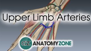 Upper Limb Arteries  Hand and Wrist  3D Anatomy Tutorial [upl. by Cryan911]