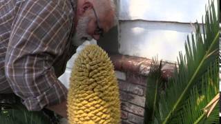 How to Trim a Male Sago Palm [upl. by Salina]