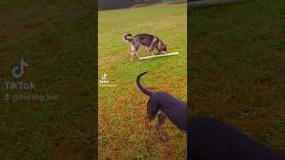 Wolfdog Vs Malinois shortsfeed shortsviral wolfdog malinois dutchshepherd [upl. by Egerton]