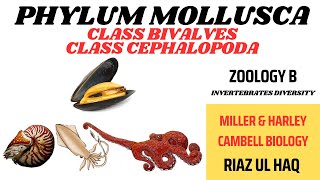 Class Bivalvia and Class Cephalopoda Phylum Mollusca Zoology B Invertebrates Diversity [upl. by Hope]