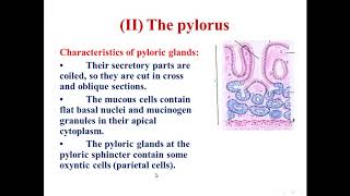 5 Histology of the pylorus of stomach [upl. by Euqor]