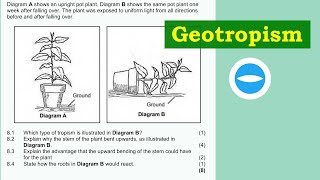 Exam Questions  Plant responding to the environment  Geotropism  Life Science grade 12 [upl. by Aronael]