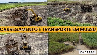 ENGENHO MUSSU CORTE CARREGAMENTO E TRANSPORTE DE CANA PARA A USINA UNIÃO [upl. by Girand]