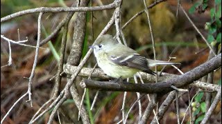 Hammonds Flycatcher Calling [upl. by Aihsenad]