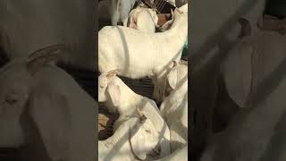 Domba tanduk Super domba dombakuring goat animals shortvideo shortsfeed shorts short [upl. by Seiber]