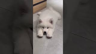 Awww🥹sleepy headyoutubeshorts viralvideo puppy [upl. by Iong]