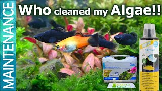 Black Molly and Platies for algae control Algae eater Ammonia and Aquarium algae control Part 2 [upl. by Ynohtnacram376]