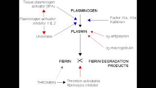 Fibrinolysis  Anticoagulation Pathway [upl. by Ettenay]