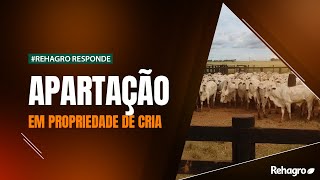 APARTAÇÃO em propriedade de CRIA de gado de corte como funciona [upl. by Nettirb313]