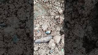 Eutropis carinata insect hiding in soil [upl. by Einohpets]