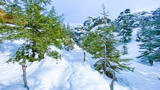 The White Cedars of Lebanon Discover the Roads the Scenery amp Ski Resort [upl. by Ejrog]