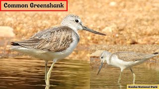 Common GreenshankBirds of Kanha Bird59 [upl. by Annekam]