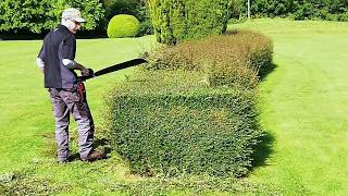 We SAVED A Declining OLD HEDGE Satisfying Hedge Renovation [upl. by Hansel]