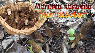 Morilles récolte 2021  Conseils pour débutants [upl. by Oleta]