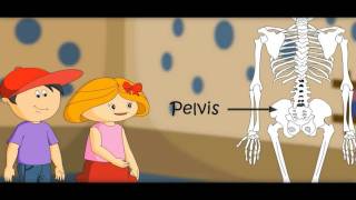 The Skeletal System  Skeleton Dance How Body Workswith Quiz on Bones [upl. by Yarw]