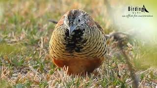 पट्टैरी बटेर  Barred Buttonquail Call  Buttonquail Sound  BarredButtonquail [upl. by Giliana]