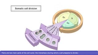 Cell Cycle [upl. by Emirac]