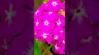 Phlox flowers blooming in three Shades gardening phlox [upl. by Touber226]