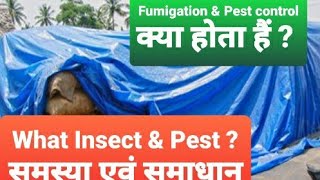 Fumigation pest control services [upl. by Larissa855]