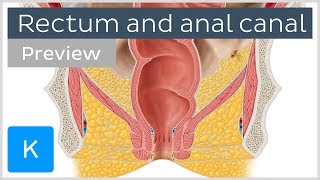 Rectum and anal canal anatomy and function preview  Human Anatomy  Kenhub [upl. by Fiden]