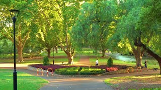 TIMELESS BEAUTY A 4K VISUAL TOUR OF HYDE PARKS ANCIENT TREES  VINCENT WA [upl. by Remlap]