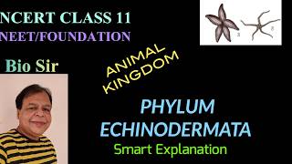 Phylum Echinodermata  Animal Kingdom  Class 11  Biology  NEET  Chapter 4 [upl. by Grimbal]