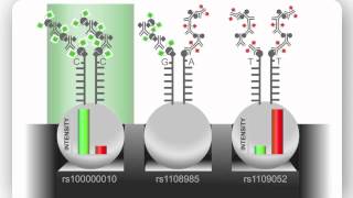 Illumina Infinium Assay An Overview [upl. by Leahcimdivad]