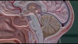 Brain 2 Areas of the brain [upl. by Myra]