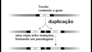 GBAP  Um Pseudogene Duplicado  Evidência da Evolução [upl. by Ahsim]