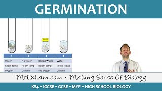 Plant reproduction  Germination  GCSE Biology 91 [upl. by Eniamej]