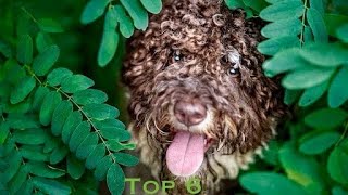 Top 6 lagotto romagnolo funny🐶❤️ dog foryou lagottoromagnolo reels cute music [upl. by Ennovyahs499]