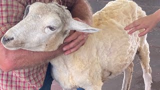 Kutztown folk festival sheep shearing full show￼ [upl. by Falo]