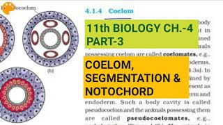 Class 11 BiologyCh4 Part3Coelomsegmentation amp notochordStudy with Farru [upl. by Acsot]