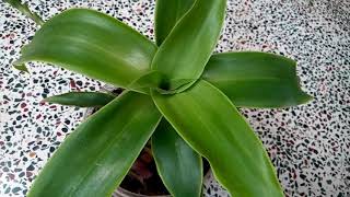 563  How to grow n care Medicinal Basket Plant Callisia fragrans Chain Plant Inch Plant 91117 [upl. by Novla]