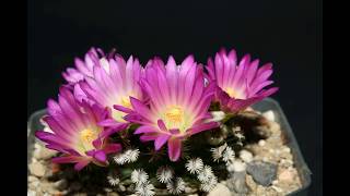 Mammillaria hernandezii [upl. by Eelaras349]