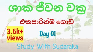 Pogonatum  එකපාරින් ඔලුවටම [upl. by Durgy]