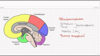 Einführung in die Neuroanatomie Teil 1  Aufbau des Gehirns [upl. by Weight]