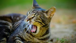 Cat Yawning  Baby Lullaby Sleep  Instrumental Music [upl. by Arrik]