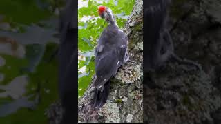 Pileated Woodpecker Drumming on a Tree  Nature Sounds and CloseUp Footage birds [upl. by Vivianne822]