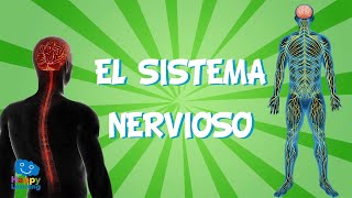 El Sistema Nervioso  Videos Educativos para Niños [upl. by Llirpa]