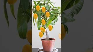 mango grafting 😍 indianfarmer gardening indiangardeners cementplanter phoolpatte mangografting [upl. by Brott]