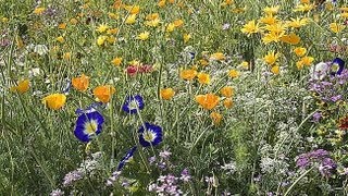 Semer une prairie fleurie [upl. by Oker]