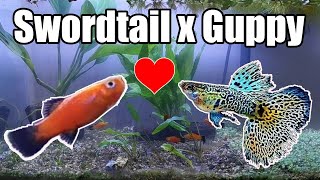 Swordtail Guppy Hybrid Can Swordtail Breed with Guppy [upl. by Fusco]