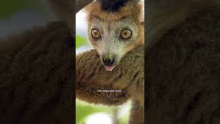 Kagwang The Philippines Flying Lemur  Fascinating Nature Facts [upl. by Andres]