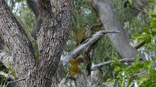 Lewins Honeyeater Hervey Bay Qld [upl. by Enirehtak]