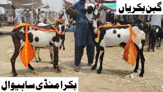 Bakra Mandi sahiwal update mashallah Mandie bahut khubsurat bacchon wali bakriyan Zafar Bakra TV [upl. by Ardnasak]