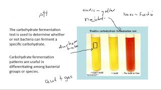 Lab Phenol Red Broth Casein and Starch Hydrolysis [upl. by Ayoral787]