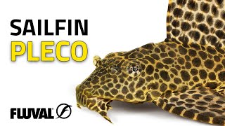 Species Spotlight  Sailfin Pleco [upl. by Emerald]