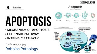 Apoptosis  Pathology  KTC MBBS [upl. by Oibirot492]